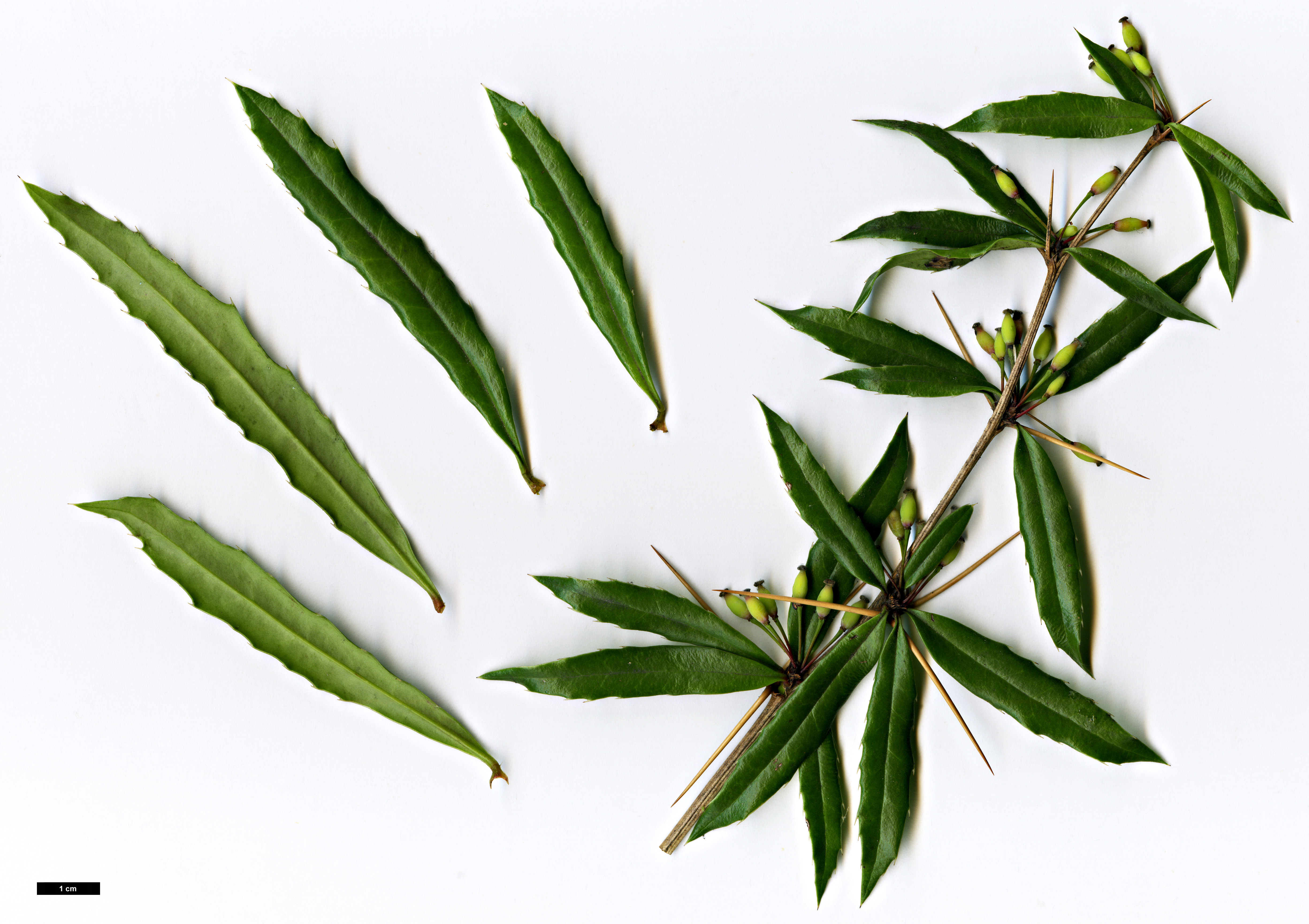 High resolution image: Family: Berberidaceae - Genus: Berberis - Taxon: gagnepainii - SpeciesSub: var. lanceifolia 